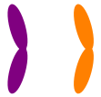 Two chromatids, identical in size but different color, single copy of each.